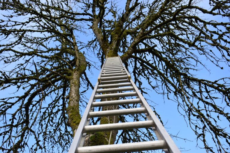Ladder Up A Tree 2